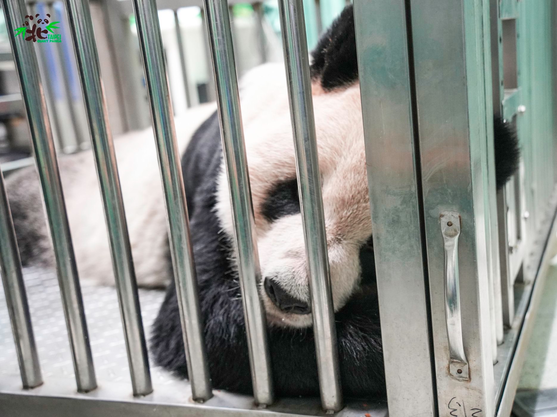 團團飽受腦部病變所苦。（翻攝自台北市立動物園）
