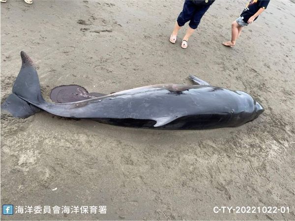 死亡幼鯨體態消瘦，研判已死亡1至2天，推測擱淺前就已死亡接著漂至笨港沙灘。（海洋委員會海洋保育署）