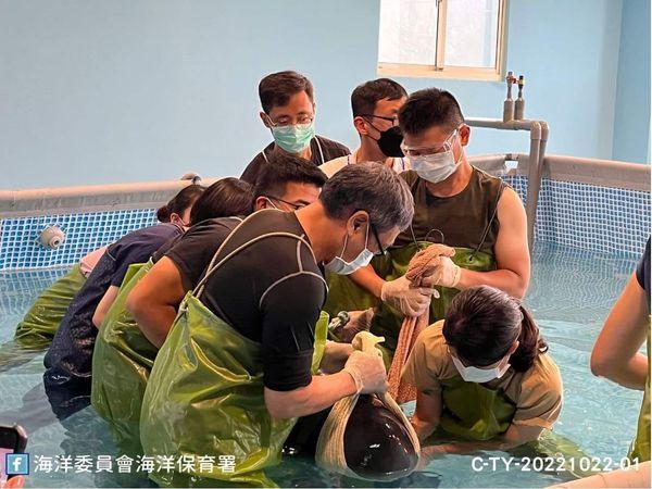 母鯨一路陪伴死亡幼鯨擱淺，經搶救後目前恢復狀況良好。（海洋委員會海洋保育署）