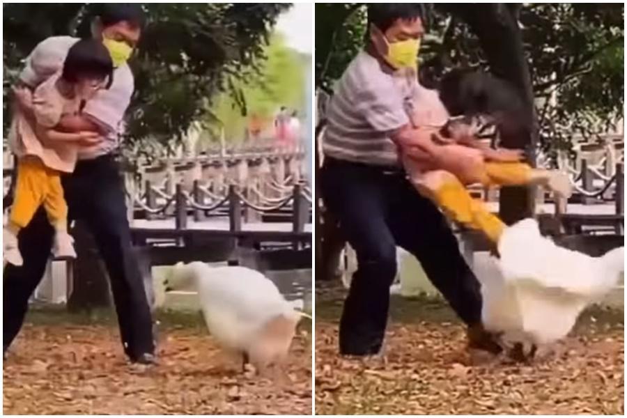 一對祖孫在公園受到白鵝追咬，沒想到使出「合體技」反擊。（翻攝自爆廢公社公開版）