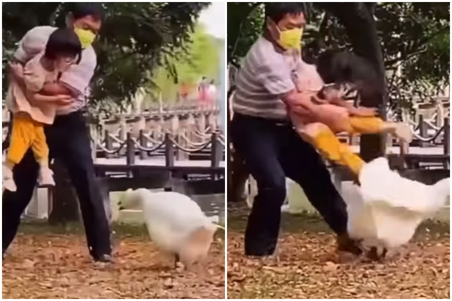 一對祖孫在公園受到白鵝追咬,沒想到使出「合體技」反擊。(翻攝自爆廢公社公開版)