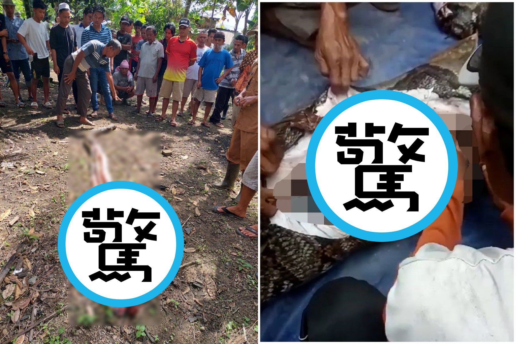 驚悚影片曝光！阿嬤遭6.7公尺蟒蛇活吞，剖開蛇肚驚見蜷曲遺體。（翻自detik.com）