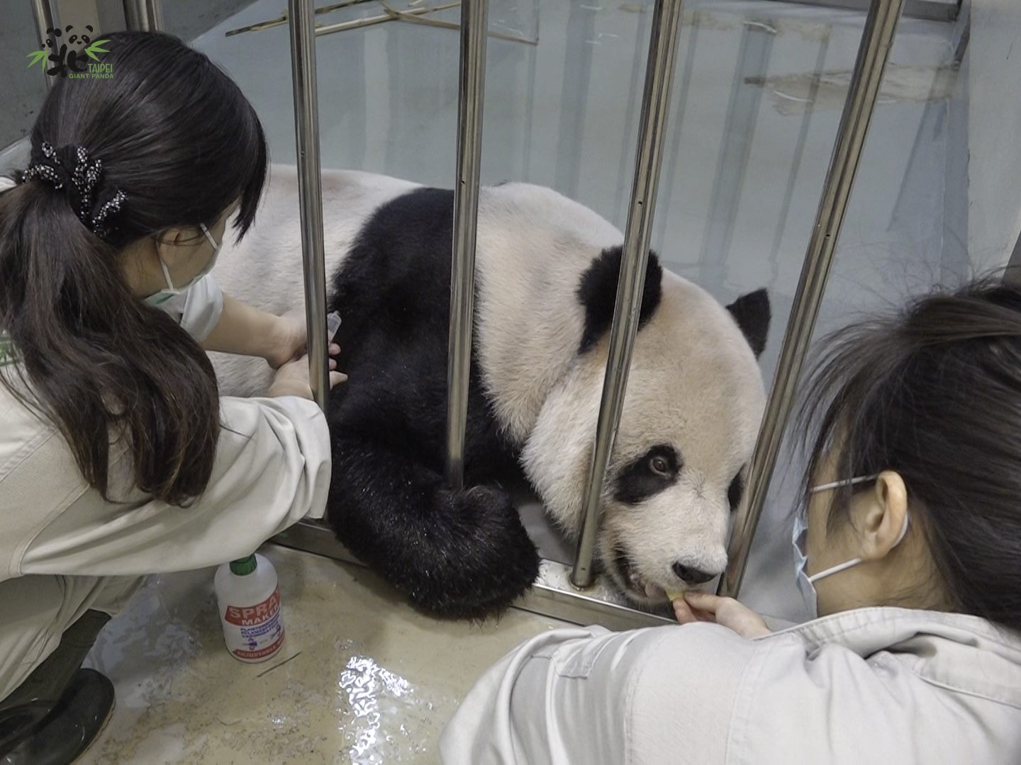 獸醫師幫「團團」打針。（台北市立動物園提供）