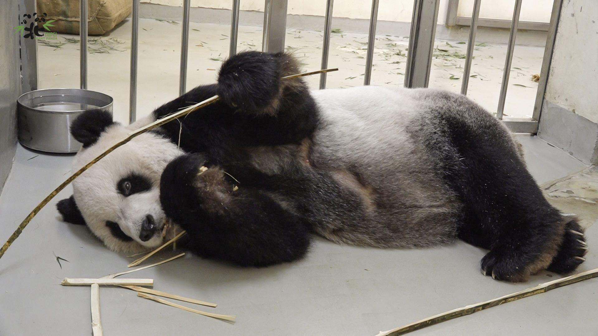 台北市立動物園將以維護動物福祉為優先,採舒緩照護方式照顧「團團」。(台北市立動物園提供)