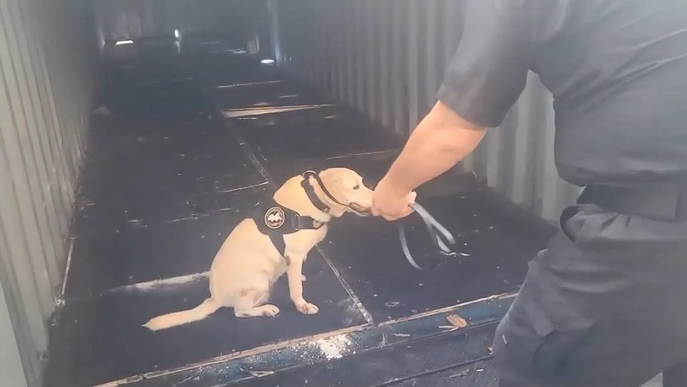 緝毒犬坐在毒品包上面,提供毒品在這裏。(警方提供)