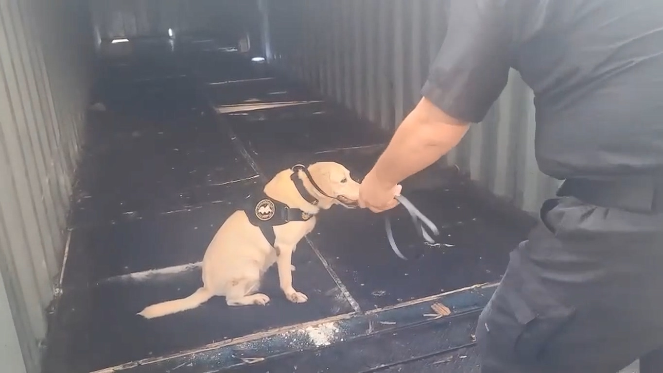 緝毒犬坐在毒品包上面，提供毒品在這裏。（警方提供）