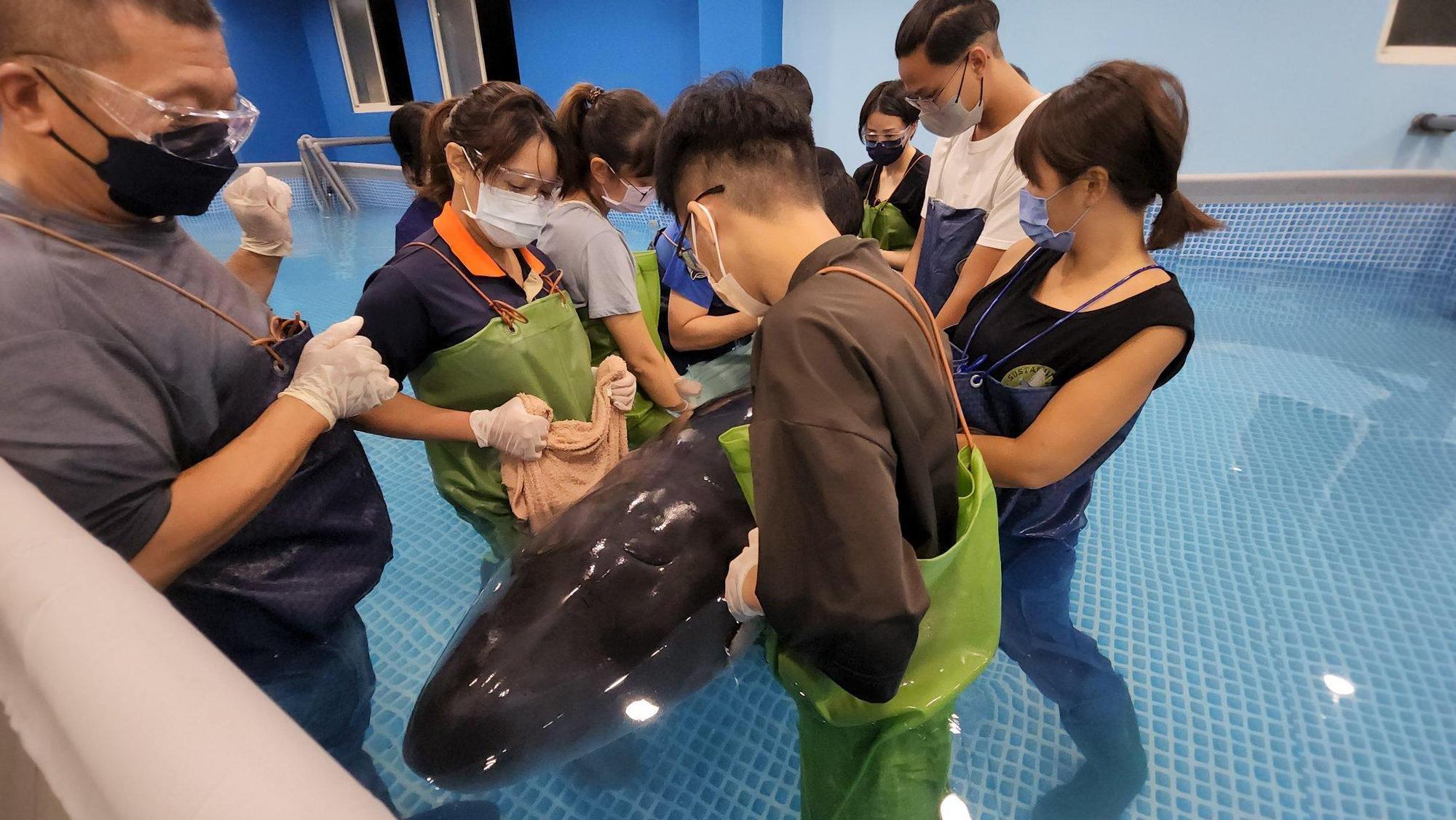 小抹香鯨媽媽才剛有新名字，今日就傳出死亡消息。（翻攝自中華鯨豚協會臉書）