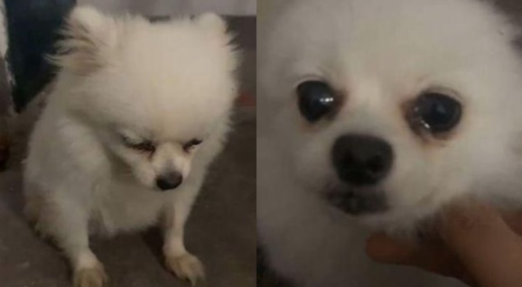 走失6年的狗狗奇蹟似找到回家的路，乖乖在門口等主人開門。（截圖自YouTube）