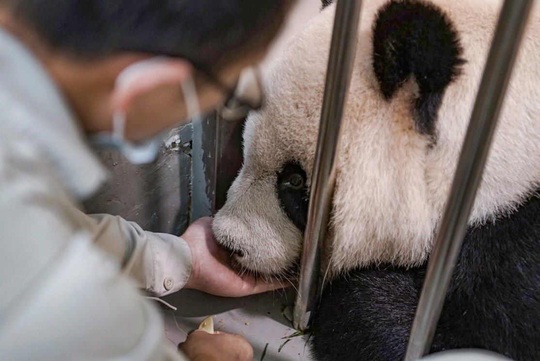 台北市立動物園大貓熊團團上個月病逝，園方就後續是否做成標本給出回應。（台北市立動物園提供）