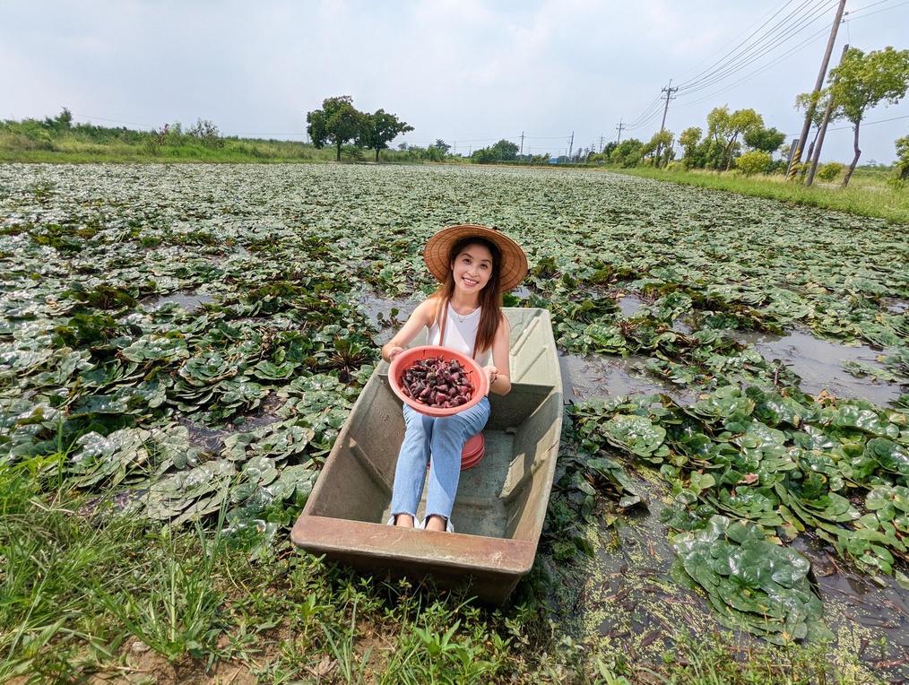 台南官田採菱角體驗超級接地氣。