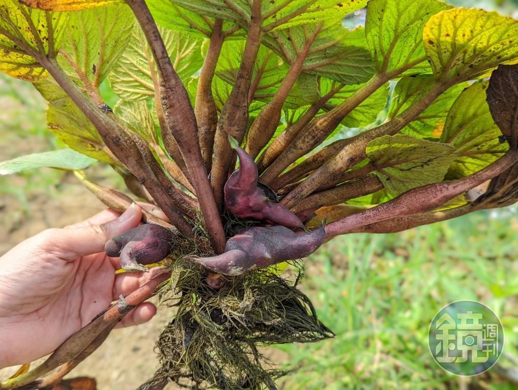 翻開葉片,下頭飽滿的菱角就能採收下來。