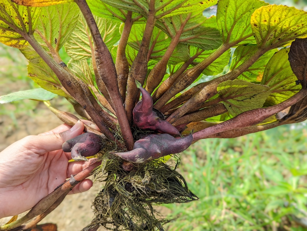 翻開葉片，下頭飽滿的菱角就能採收下來。