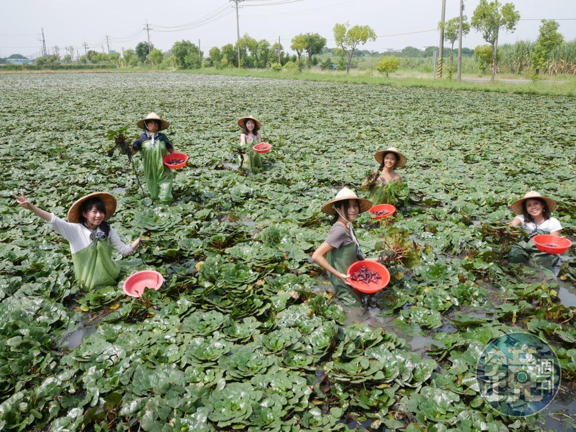三五好友一同體驗採菱角,歡樂又有趣。
