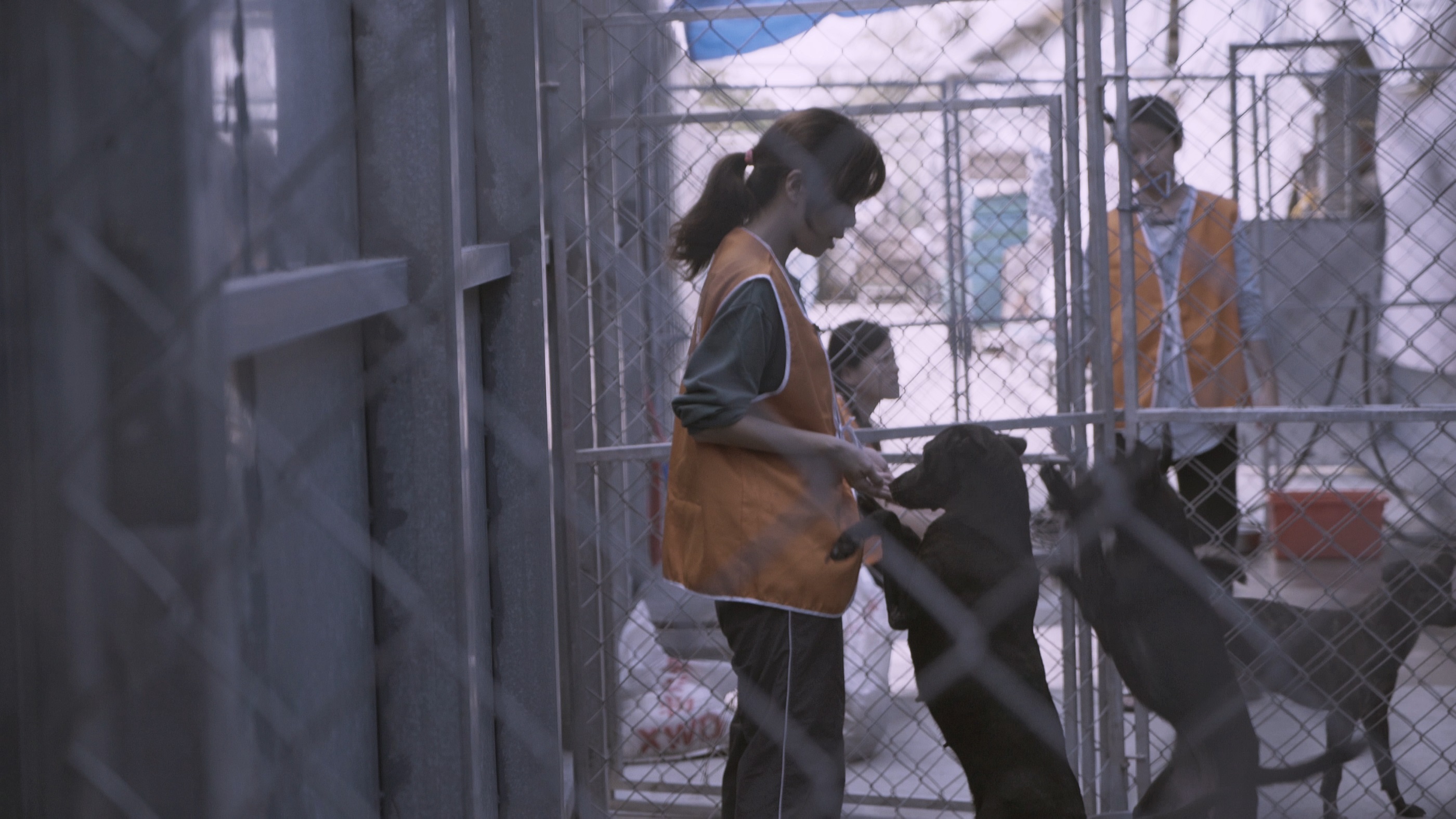 《十二夜2》關懷流浪動物結紮照養問題。(牽猴子提供)