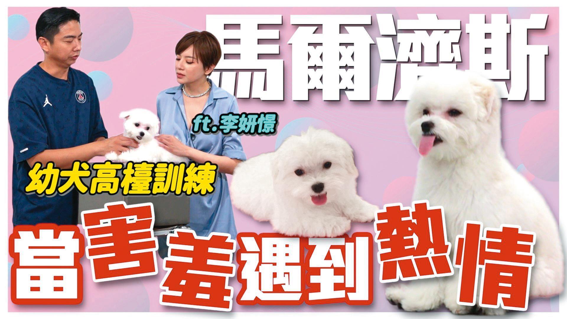 李妍瑾因為照顧男友圤智雨的狗狗波比而激起母愛,也去狗舍買Bibo回家。(翻攝自熊爸訓練師王昱智犬類行為專家臉書)