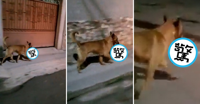 一隻流浪狗嘴裡叼著「一顆人頭」行走在大街上。（翻攝推特）