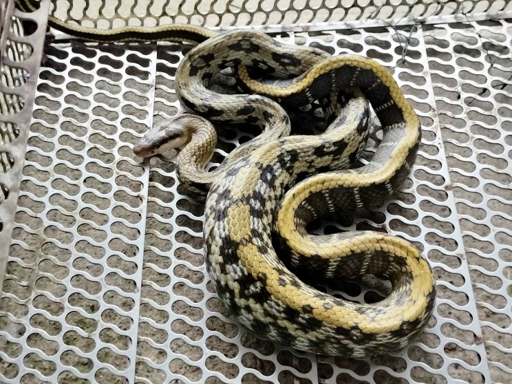 貪吃蛇吞食大老鼠後，腹部明顯撐大行動緩慢。（新北市政府動保處提供）