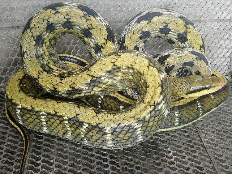 黑眉錦蛇特徵在眼睛後方有2條黑色斑紋。(新北市政府動保處提供)