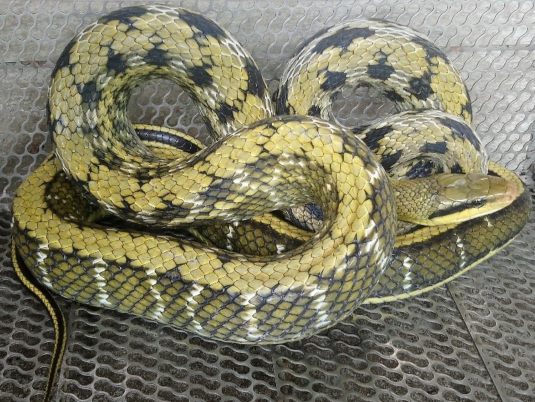 黑眉錦蛇特徵在眼睛後方有2條黑色斑紋。(新北市政府動保處提供)