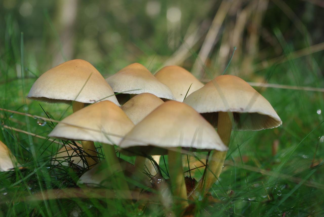 有研究指出,「神奇蘑菇」可以有效緩解憂鬱症狀。(示意圖,非當事蘑菇,Pixabay提供)
