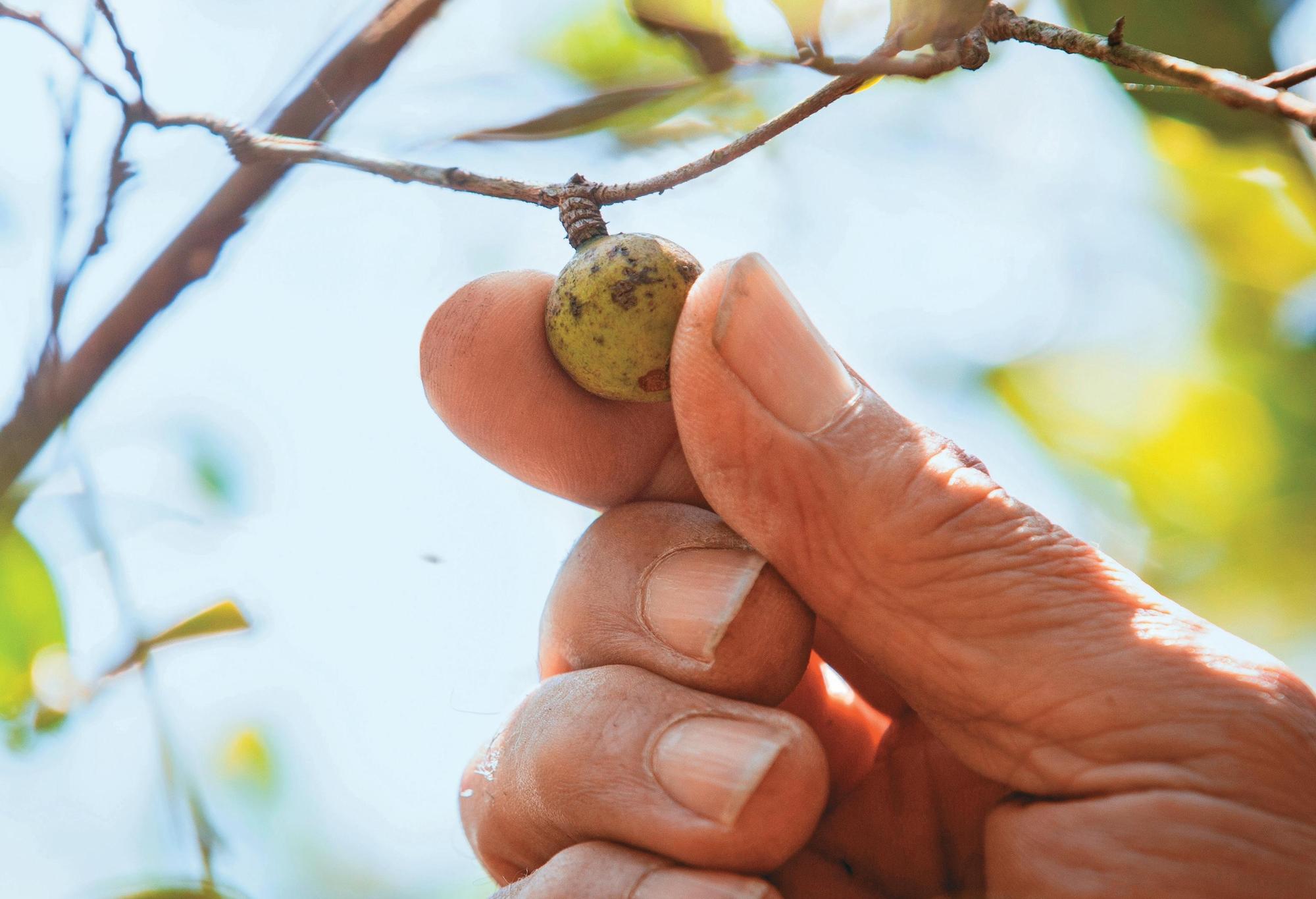 小果油茶果實體積小,需人工細心手摘。