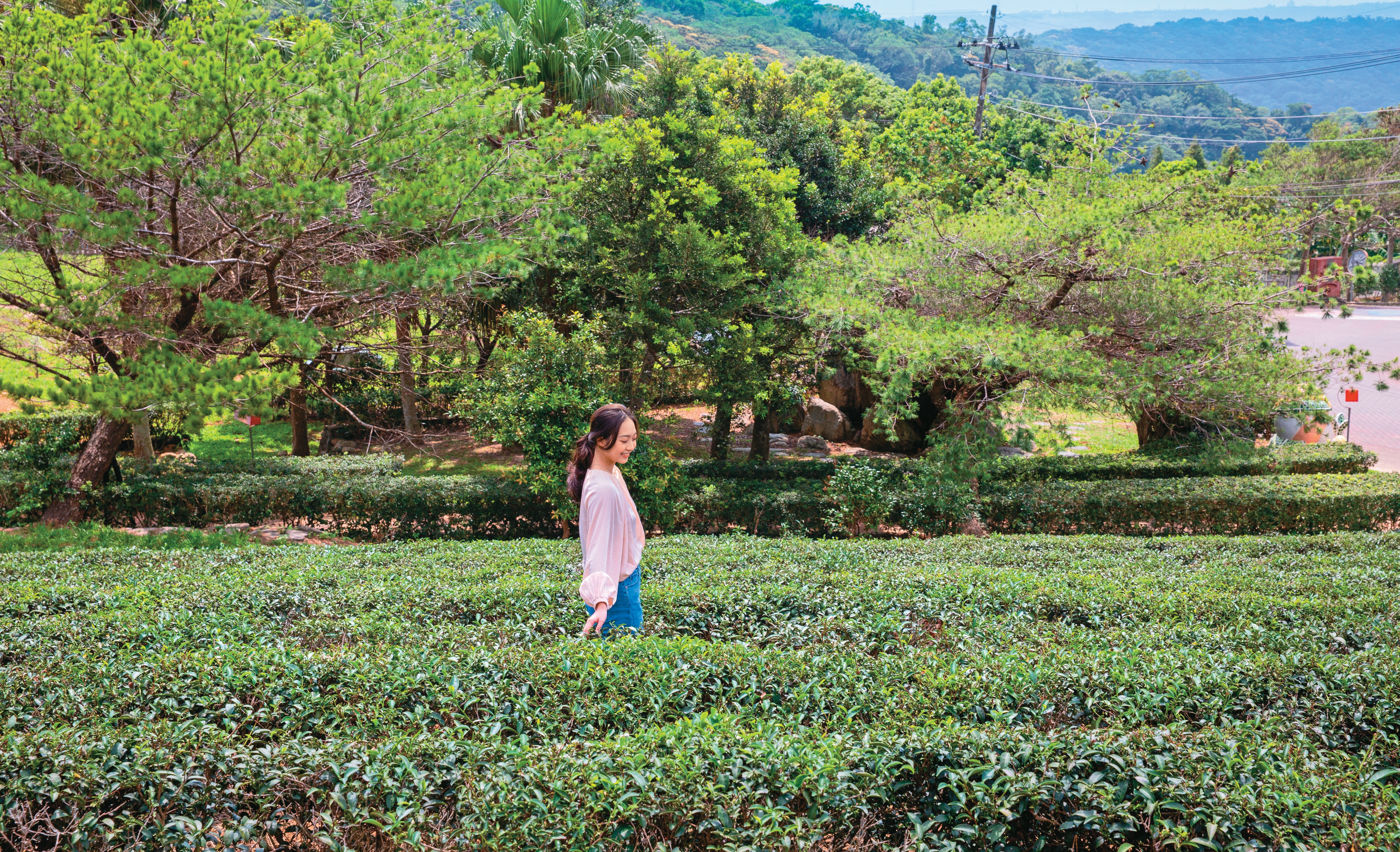 大北坑以自帶蜜香的東方美人茶聞名，也因種茶綠肥所需，成為台灣最早種植魯冰花的地區。