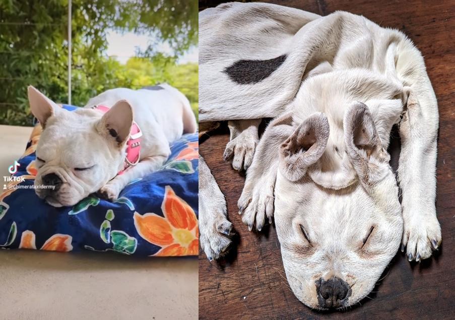 飼主將過世的法國鬥牛犬交給動物標本製作公司,利用寵物標本剝製術將狗皮毛鞣製成皮草保存。(翻攝IG @chimerataxidermy)