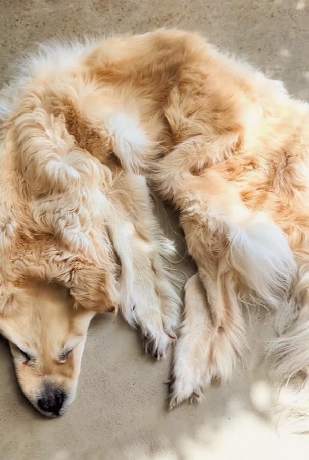 一隻過世的黃金獵犬被製作成皮草地毯引起網友反彈,標本師澄清非踩在地上的地毯,而是作為保存與紀念。(翻攝IG @chimerataxidermy)
