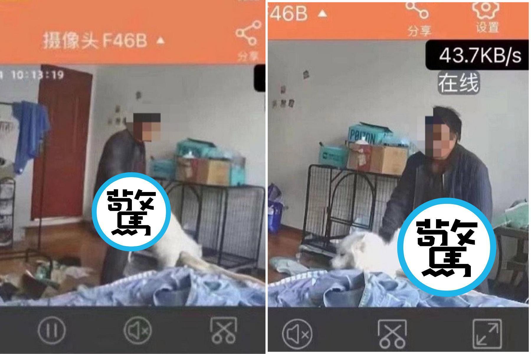 房客狗狗慘遭房東性侵,變態影像曝光!大白狗被人硬上面如死灰。(翻自推特)