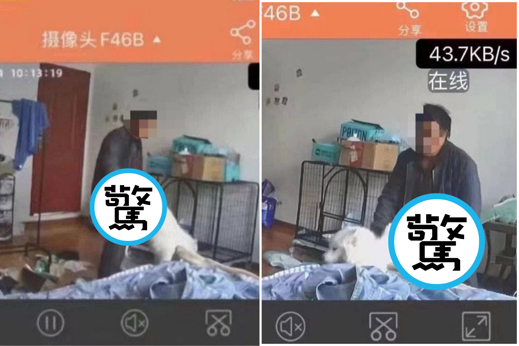 房客狗狗慘遭房東性侵，變態影像曝光！大白狗被人硬上面如死灰。（翻自推特）