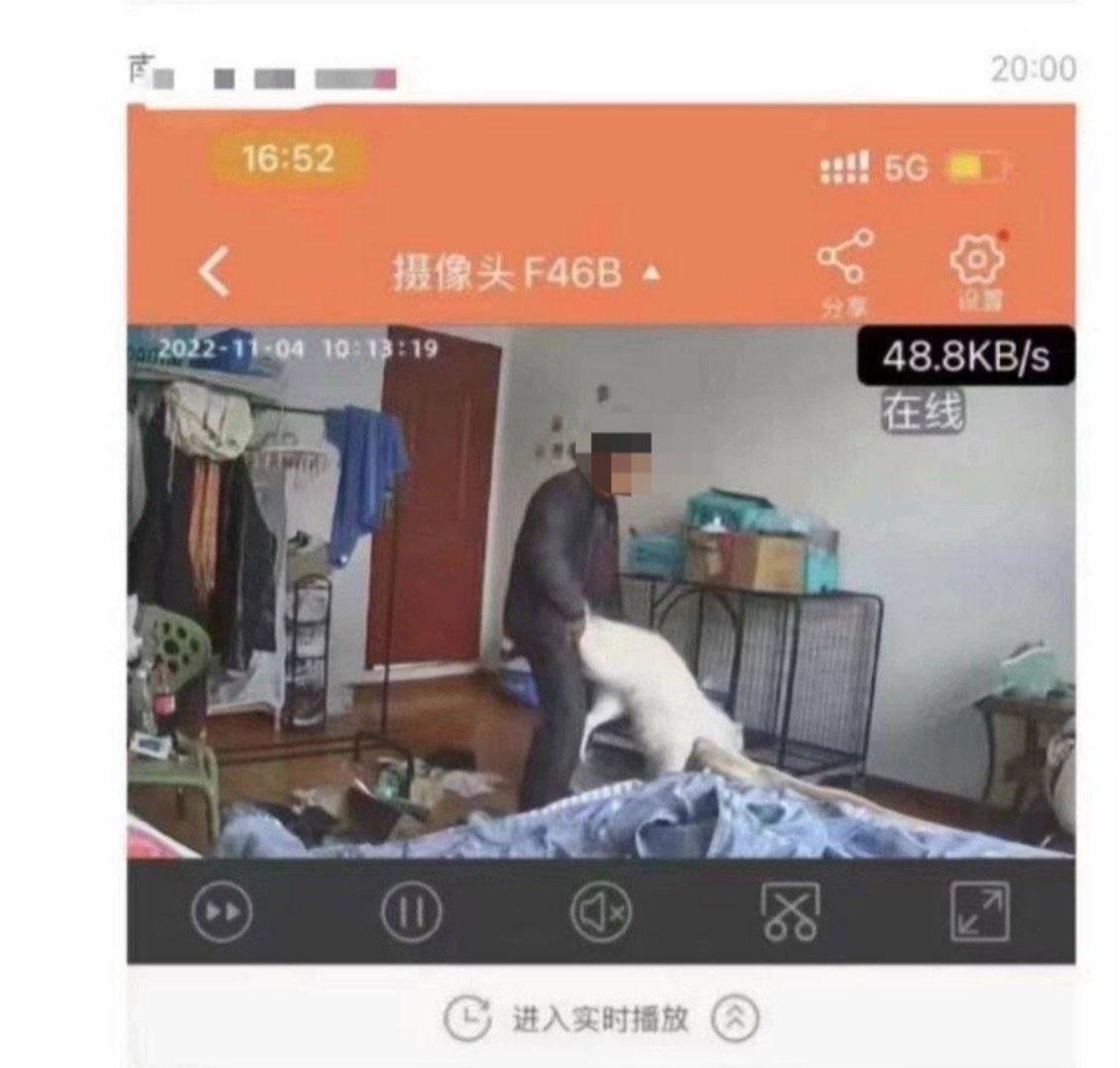 狗狗慘被凌辱。(翻自推特)