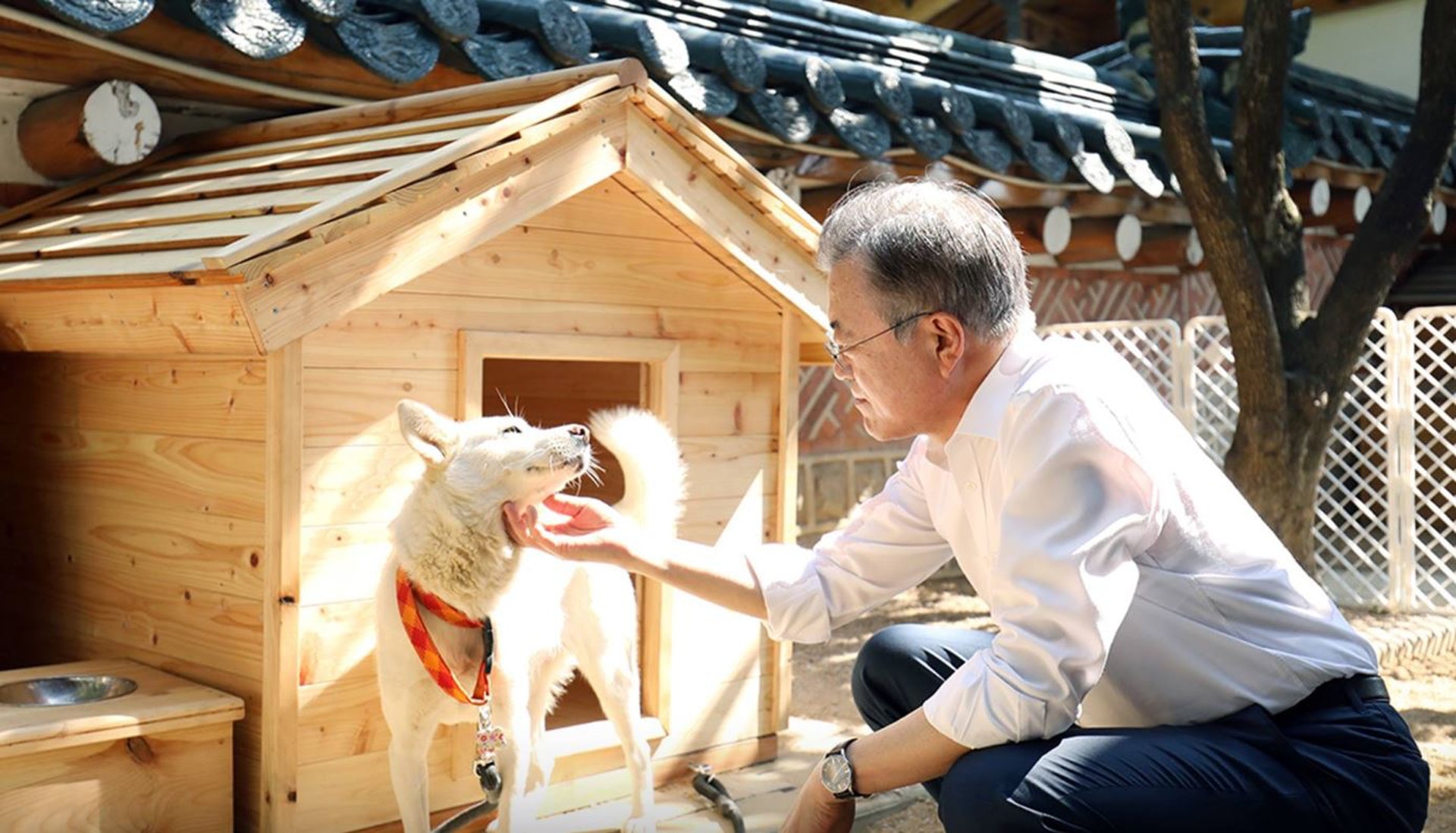 金正恩於「文金會」上送給前南韓總統文在寅兩隻豐山犬，文在寅也多次在社群上曬狗狗萌照。（翻攝青瓦台臉書）