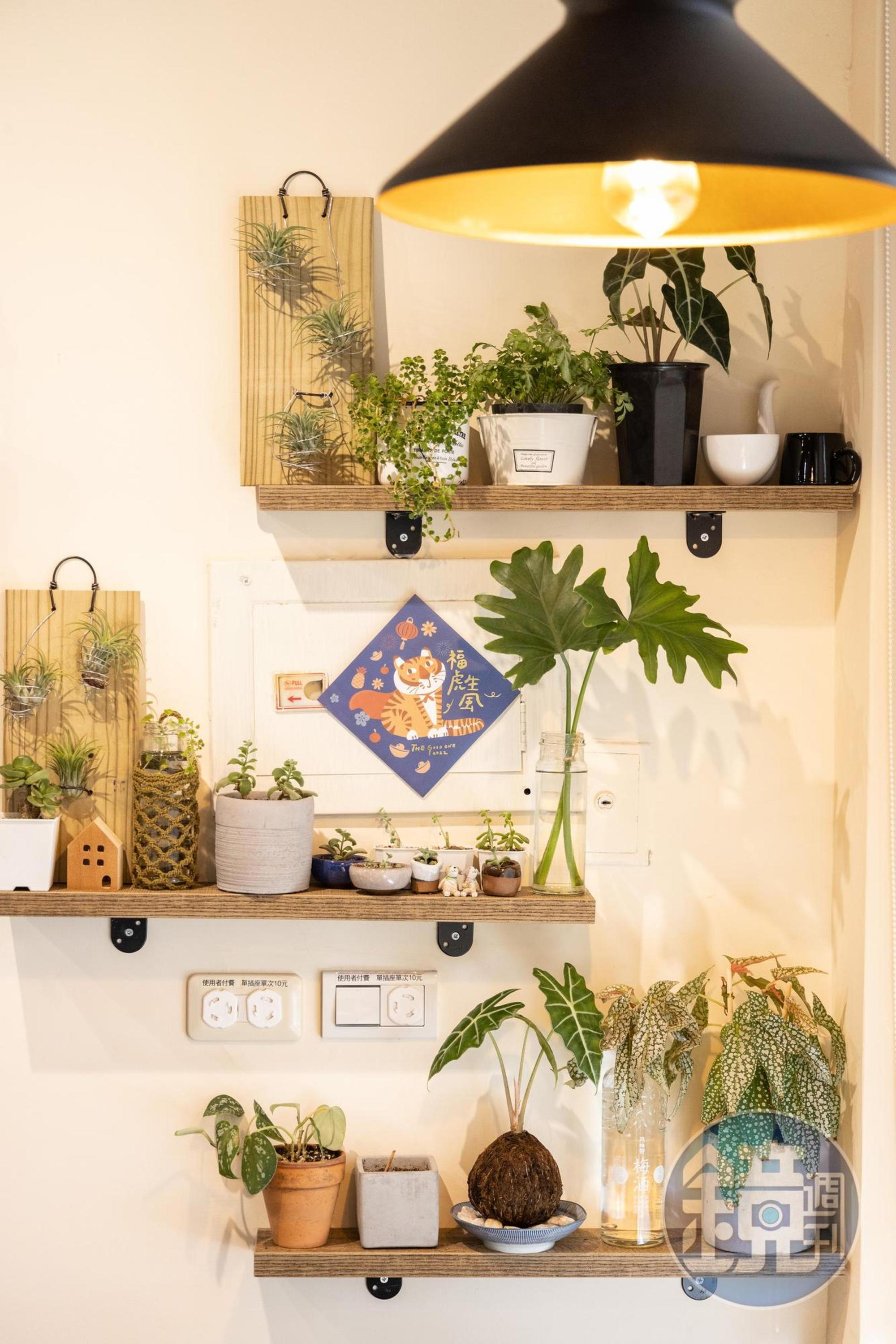 店內擺設許多綠色觀葉植物。