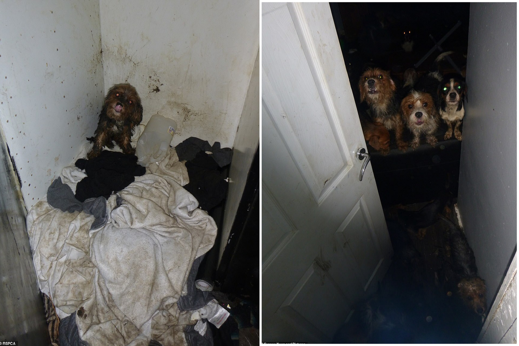 7幼子被逼與36活死狗混居,全身滿是人犬屎尿!變態父母每月爽領26萬社福金。(翻自《每日郵報》)