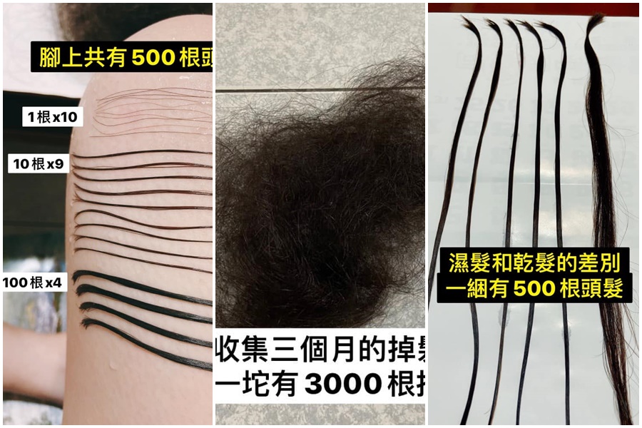 女網友花了3個月收集掉髮，再用6個晚上一根一根算出這段期間的掉髮量。（翻攝自臉書爆廢公社二館）