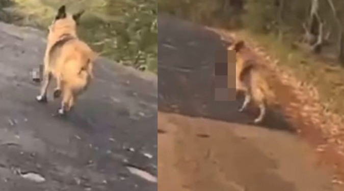 一隻流浪狗嘴叼一條人類斷臂在路邊亂竄，被駕車民眾目擊，意外揭發一起無頭命案。（翻攝推特@SaveJxn）