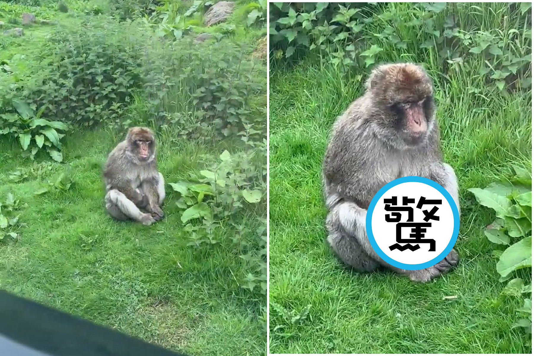 不可以色色！「魯猴」自摸金剛棒凸凸，男帶幼子看到崩潰。（翻自《每日星報》）