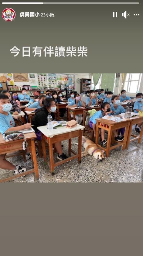 柴犬走失竟是跑到學校裡去，「好學」行為讓飼主哭笑不得。（翻攝自僑勇國小臉書）