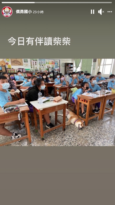 柴犬走失竟是跑到學校裡去，「好學」行為讓飼主哭笑不得。（翻攝自僑勇國小臉書）