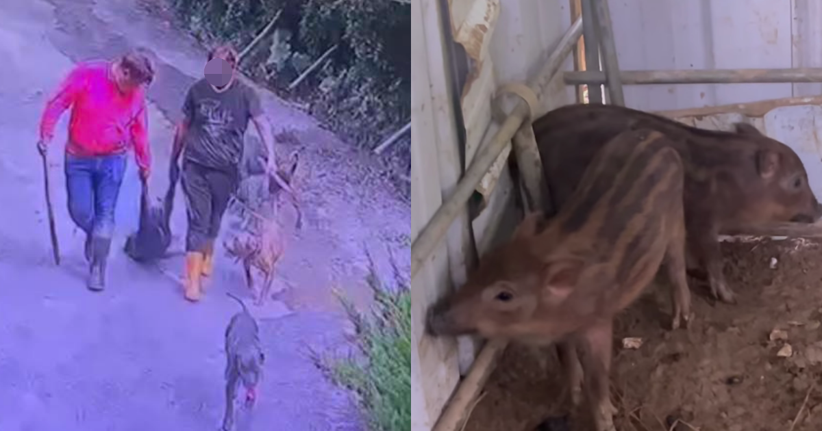 台南一名男子養在農舍的寵物豬被外人殺死扛走。（翻攝自爆料公社臉書）