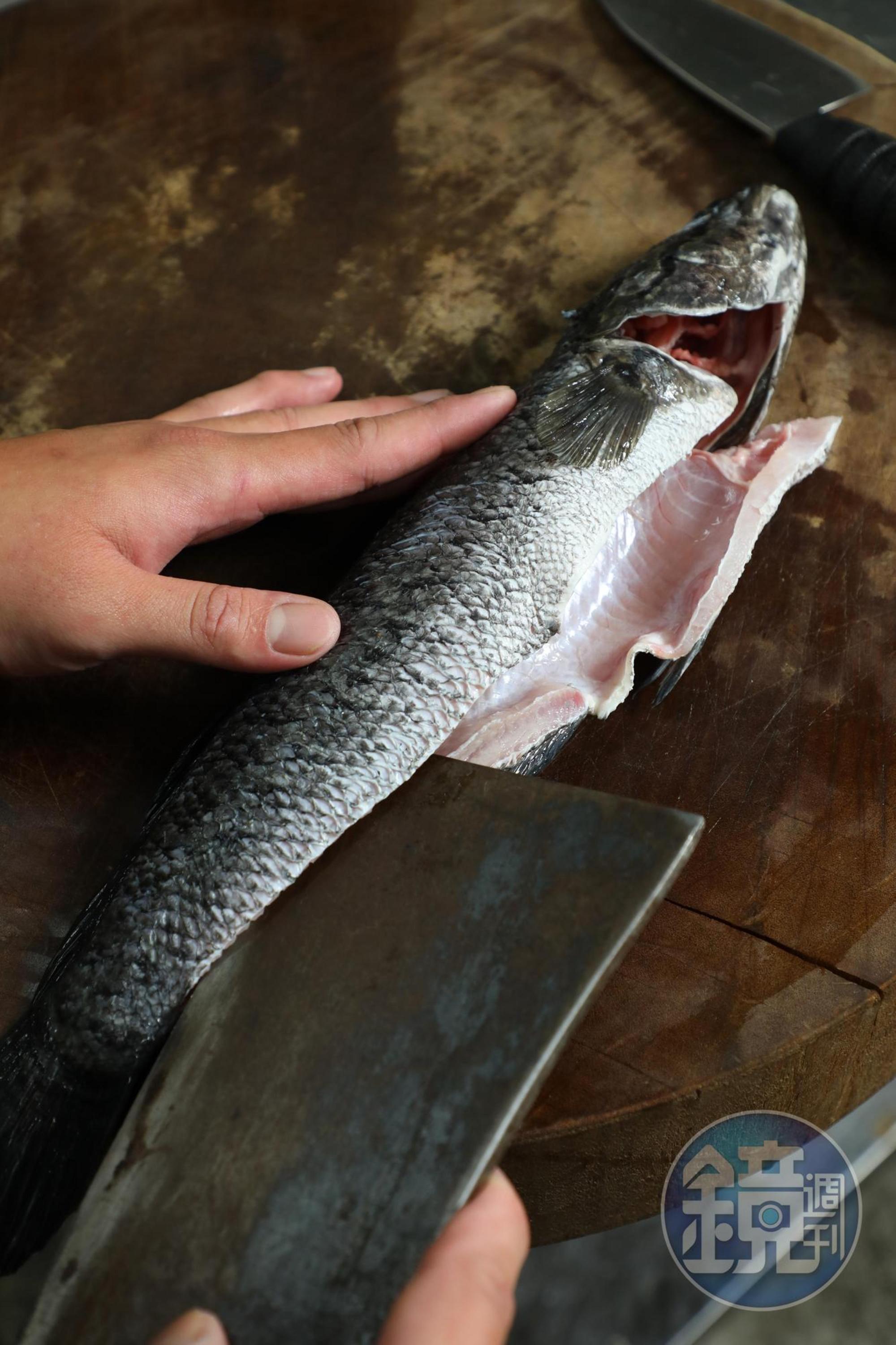 「魚火鍋」選用口感Ｑ、扎實、少刺的黑魚。