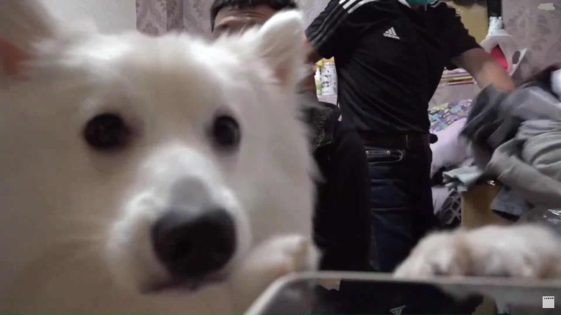 狐狸犬忠心護主,卻敵不過點心的誘惑。(翻攝自記者爆料網)