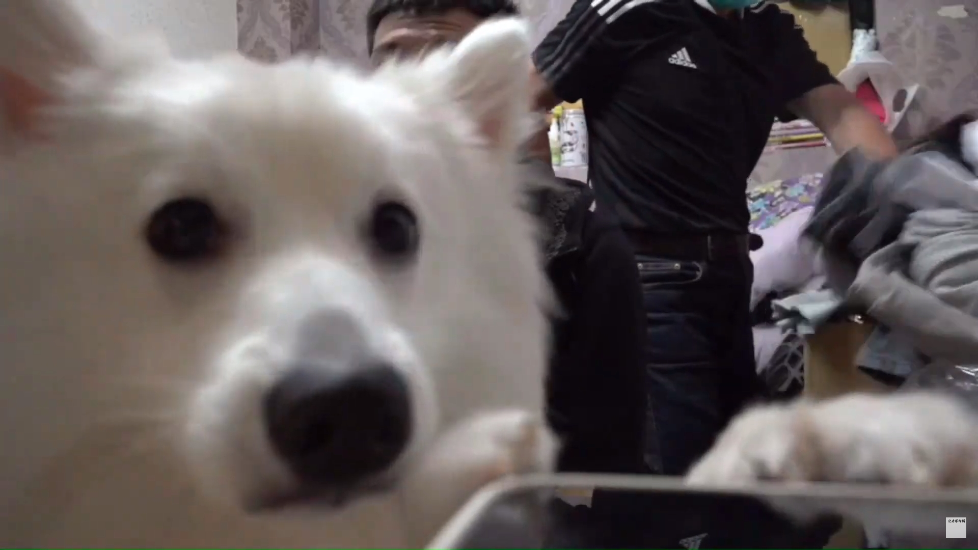 狐狸犬忠心護主，卻敵不過點心的誘惑。（翻攝自記者爆料網）