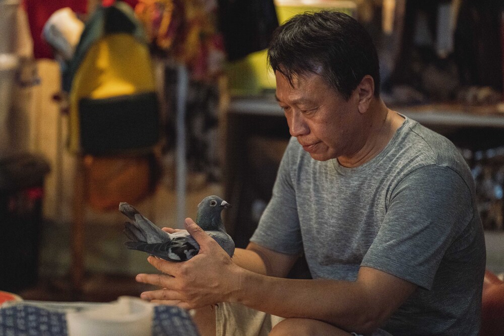 游安順除了要跟人演戲，也要跟鴿子對戲。（双喜電影提供）