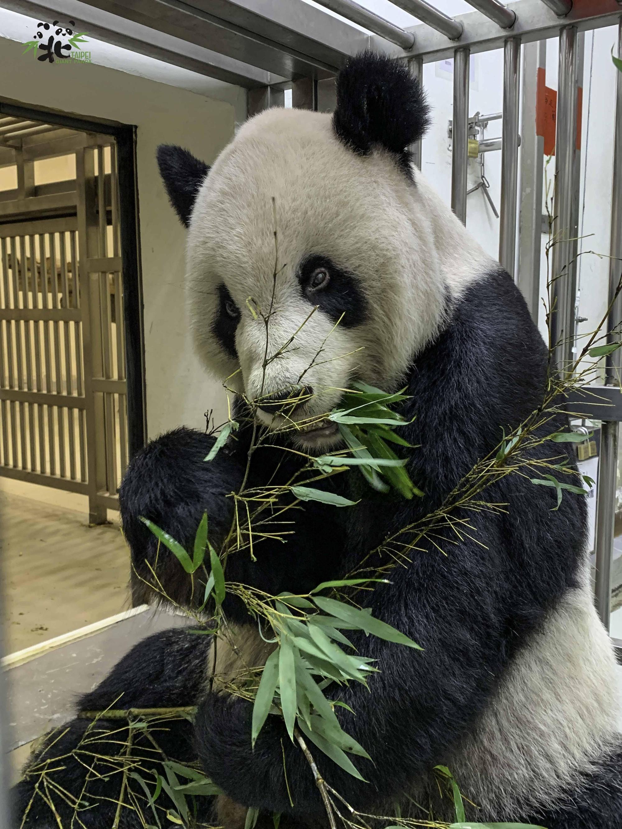 團團的食慾有好轉跡象。（台北市立動物園提供）