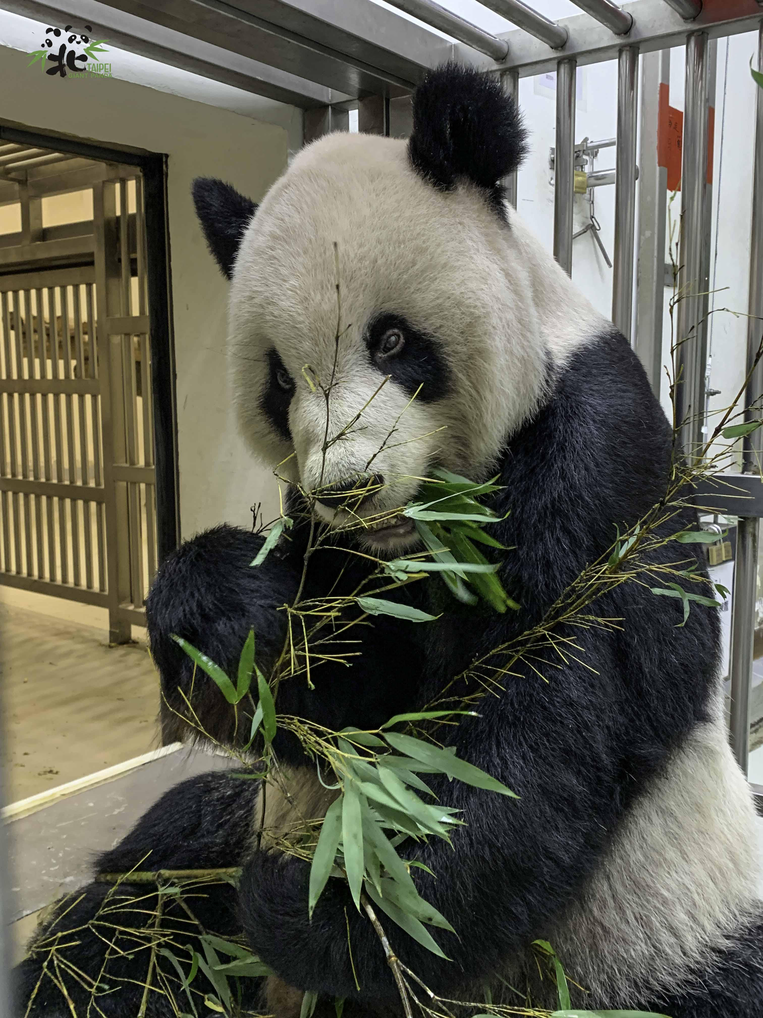 團團的食慾有好轉跡象。(台北市立動物園提供)