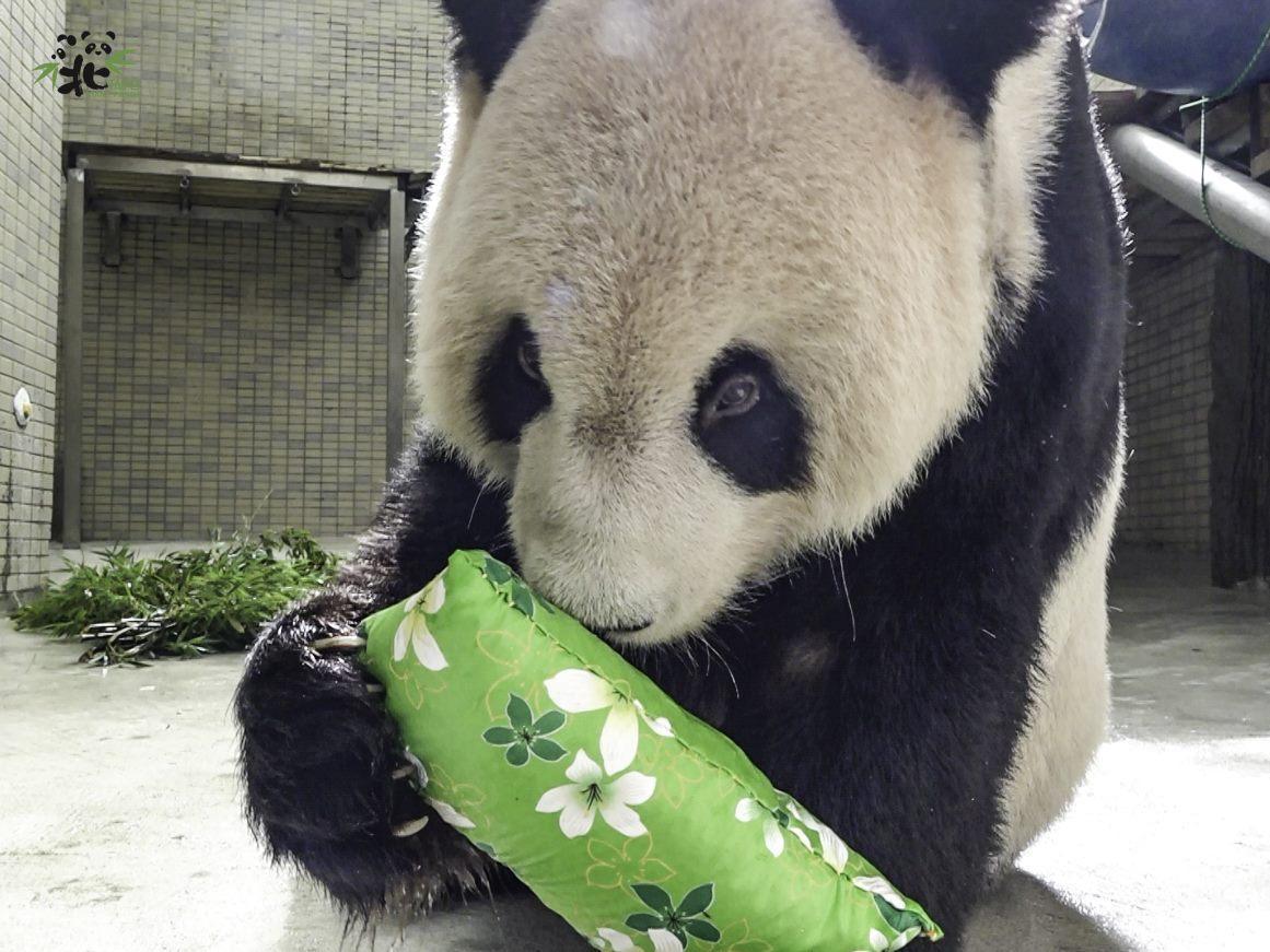 保育員幫團團製作了好幾個抱枕，團團都很喜歡。（台北市立動物園提供）