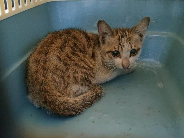 貓咪受困快速道路救援成功。（新北動保處提供）