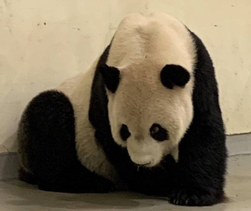 昨大貓熊「團團」突發4次癲癇，今早雖自然醒，但後肢明顯無力。（台北市立動物園提供）