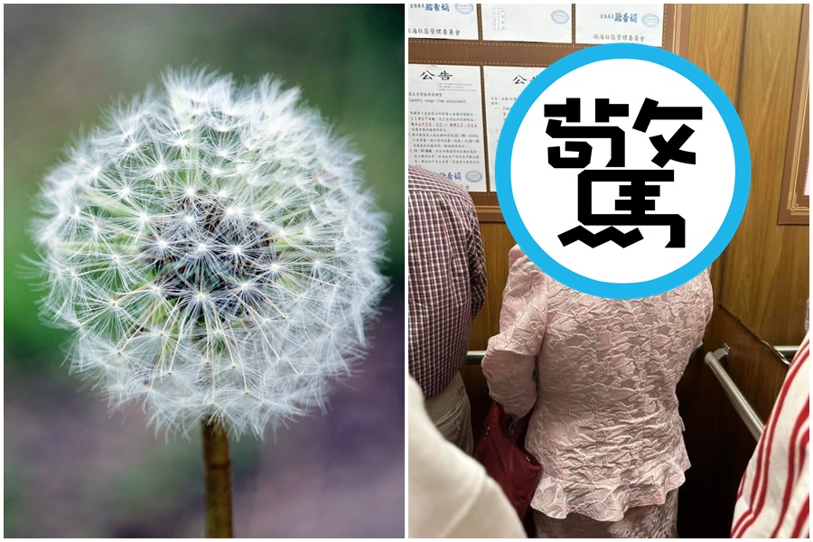 網友分享電梯內遇到一位頂著「蒲公英燙」造型的阿姨，畫面引起網友熱烈討論。（翻攝自臉書「爆廢公社」）